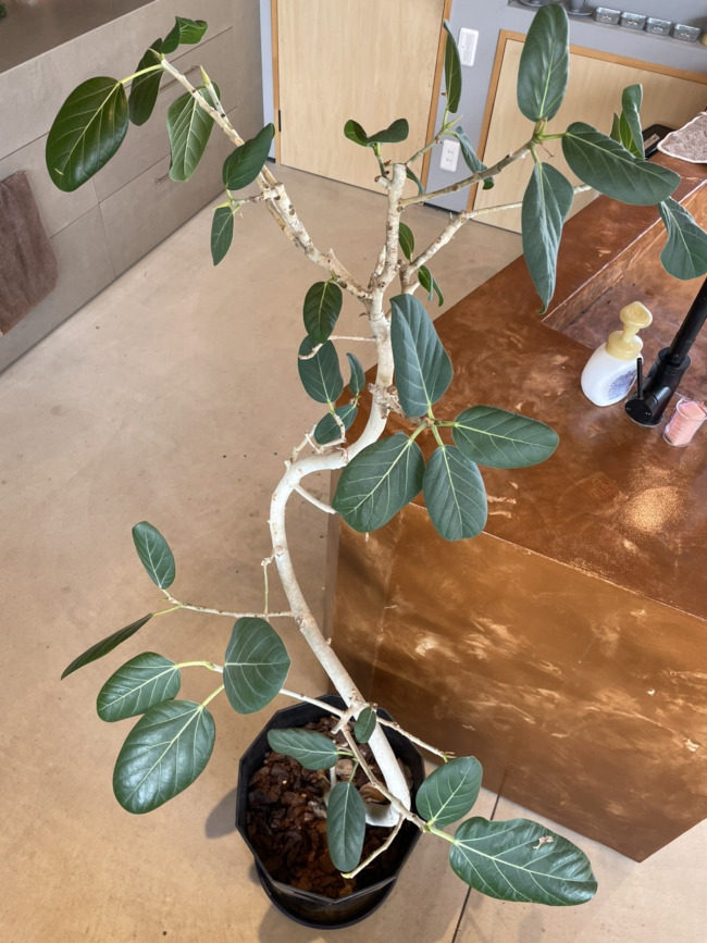 店内の観葉植物紹介 フィカス ベンガレンシス Niwary 彦根 長浜 米原 東近江 近江八幡のエクステリア ガーデン 外構工事 庭からはじめるくらしかた研究所