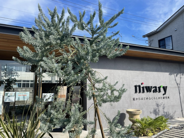 お洒落で丈夫なアカシア ブルーブッシュ Niwary 彦根 長浜 米原 東近江 近江八幡のエクステリア ガーデン 外構工事 庭からはじめるくらしかた研究所